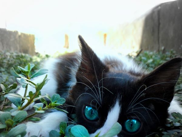 cara, gato, Olhos, Bigodes, esperando, Gato preto