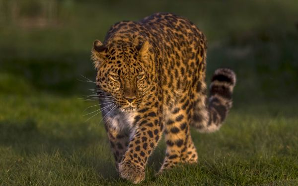 leopard,animale,Pisici,natură,adancimea terenului,felin