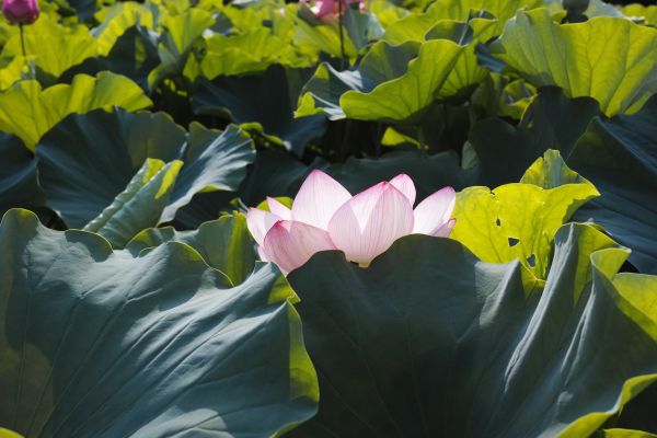 Natur, Grün, Gelb, Quattro, Tokio, Lotus