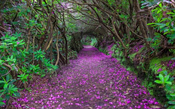 Bos,tuin-,natuur,oerwoud,regenwoud,bloem