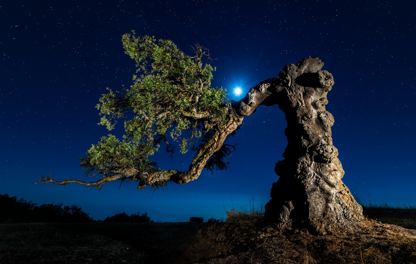 träd, landskap, natt, natur, reflexion, himmel, jord, moon strålar, ljus, moln, träd, växt, mörker, skärmdump, dator tapet, vedartad växt, astronomiskt objekt