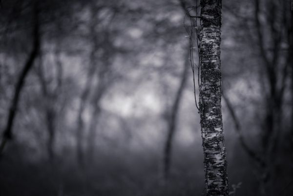 Sonnenlicht, einfarbig, Natur, Betrachtung, Bäume, Wald