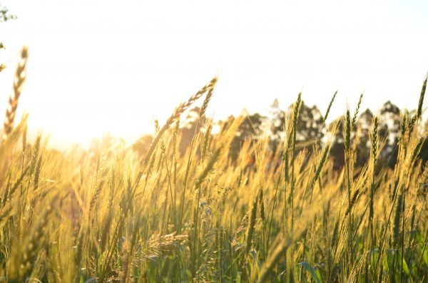 Landschaft,Gras,Sonnenlicht,Himmel,Feld,Sonnenstrahlen