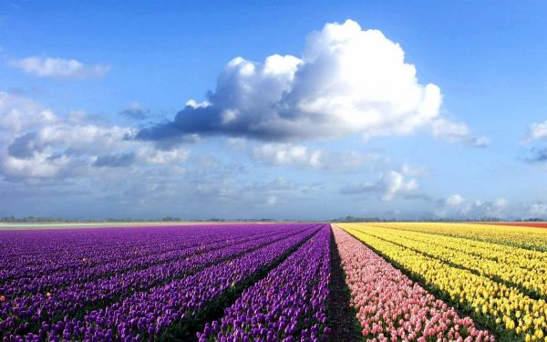 2880x1800 px,veld-,velden,bloem,bloemen,tulp