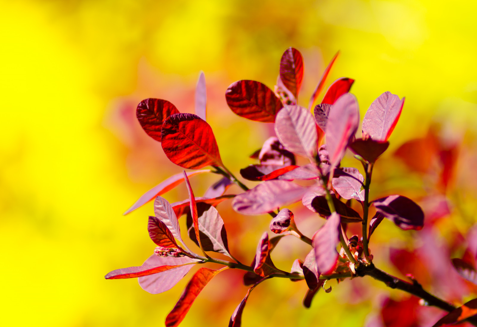 sekolah, hak cipta, SENI, olahraga, merah tua, Daun-daun, kuning, tom, taman, fotografi, foto, semak, pendidikan, Nikon, juru potret, ungu, gambar, bokeh, merah tua, merokok, yorkshire, guru, foto, situs web, creativecommons, April, pengajaran, belukar, F28, Tolkien, NorthYorkshire, terus, uang sekolah, cotinus, atribusi, 180mm, Smokebush, 2011, royalpurple, Kericau, dieksplorasi, ryedale, Robertbringhurst, Bringhurst, geocity, exif kecepatan iso 100, yellowfire, D7000, exif focal length 180mm, Kamera make nikoncorporation, thomastolkien, tomtolkien, exif membuat nikoncorporation, geostate, geocountrys, exif lens 1800mmf28, exif aperture 28, Tolkienart, exif Model nikond7000, model kamera nikond7000, notjrrtolkien, Tidak terkait dengan jrrtolkien, Tolkienteacher, Tolkienteaching