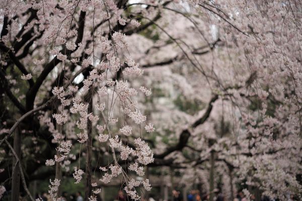 Japon, branche, fleur de cerisier, fleur, printemps, Leica