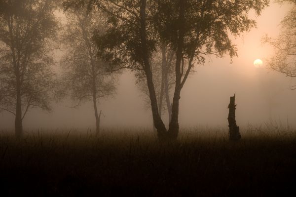 Mañana,otoño,ligero,Sol,niebla,árbol