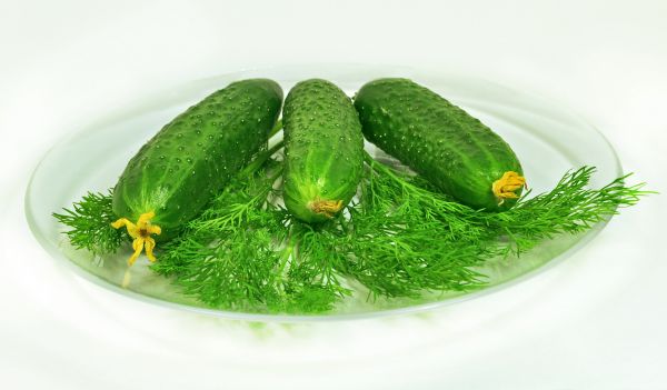 alimente, legume, verde, Castravete, fruct, iarbă