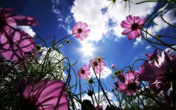 pinke Blumen, Blumen, Natur, Sonnenlicht, Himmel, lila