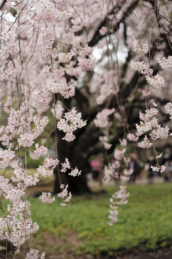 Japon, branche, fleur de cerisier, fleur, printemps, aliments