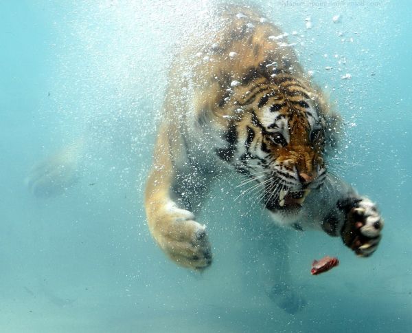 Wasser,Natur,Park,Tiger,Glas,Tiere