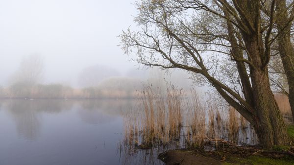 voda,nebe,rostlina,Natural landscape,strom,přírodní prostředí