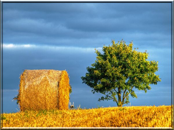 cer,camp,toamnă,copac,Herbst,recolta