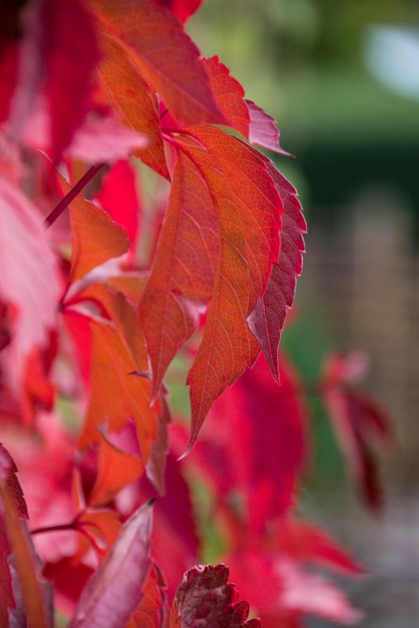 la nature,rouge,parc,Suède,Sverige,arbre