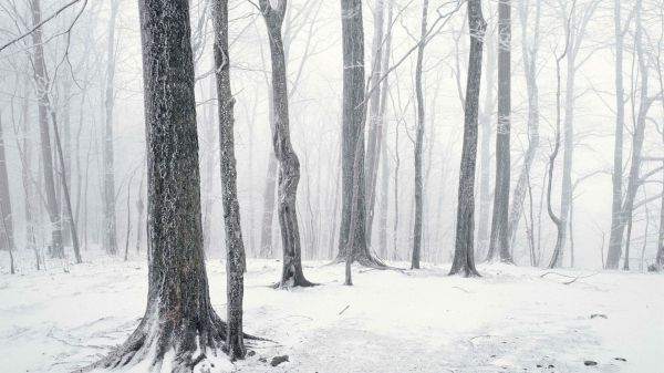 trees,forest,monochrome,nature,snow,winter