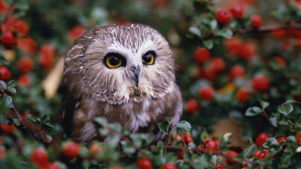 nature,leaves,animals,depth of field,branch,wildlife