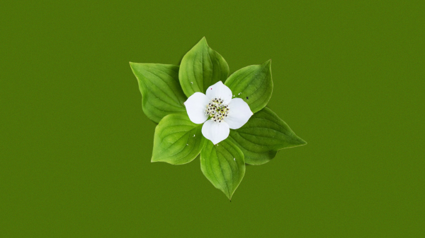 natur,minimalisme,enkel bakgrunn,grønn bakgrunn,blomster,Buncheberry