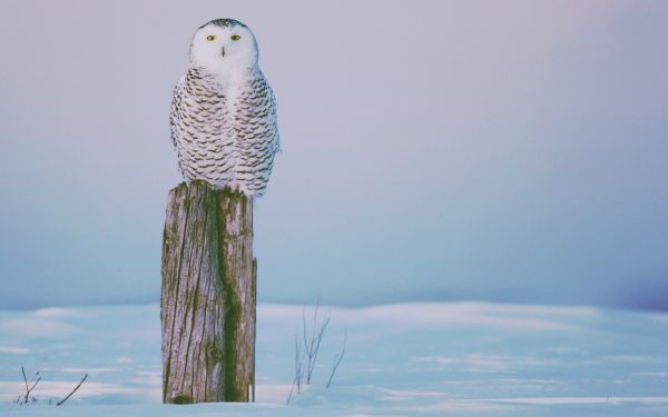 oiseau de proie,ciel,hiver,hibou,le bec,arbre