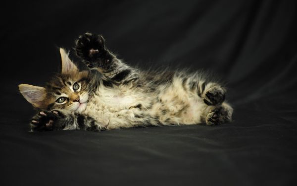 gato,bigotes,Maine Coon,gatito,oscuridad,mullido