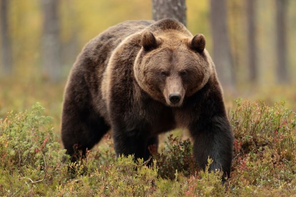 brunbjørn,Grizzlybjørn,anlegg,økoregion,Kodiak bear,kjøtteter