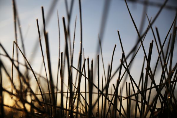 Himmel,Pflanze,Ast,Zweig,terrestrial plant,Wasser