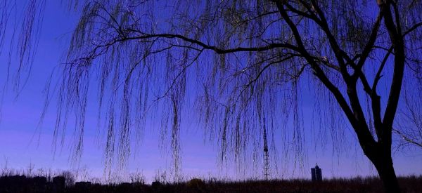 sunset,tree stump