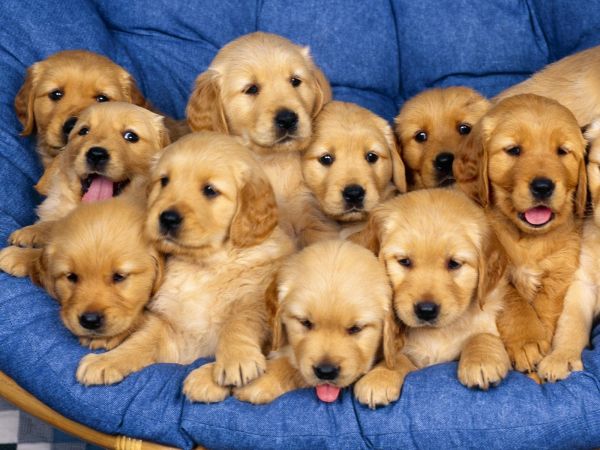 1600x1200 px,petit,chiens,Les chiots,ensemble