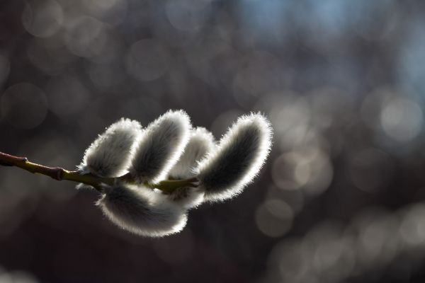 Sonnenlicht,Fotografie,Ast,Bokeh,Schnee,Frost