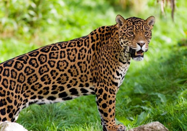 Jaguar,Дикая кошка,Хищник