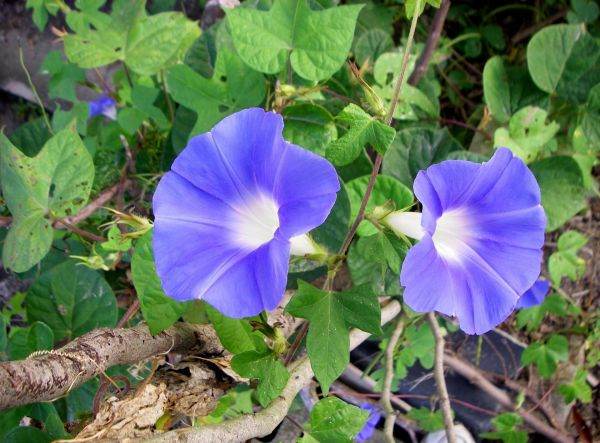 πρωϊνή δόξα,λουλούδια,bindweed,βότανα,κλαδιά