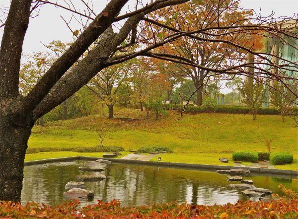 musim gugur,pohon,pohon,hijau,Pariwisata,Jepang