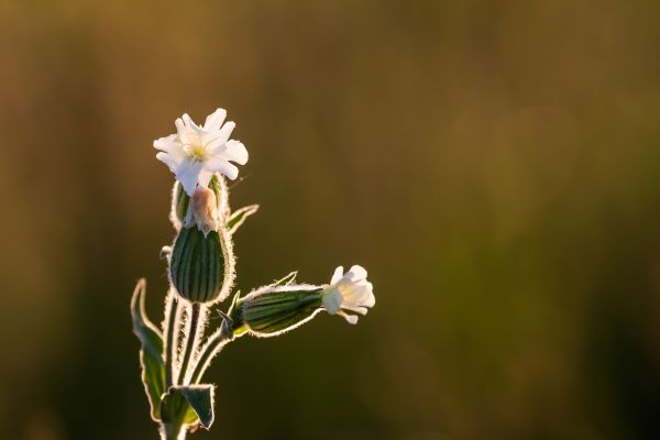 zachód słońca, trawa, Natura, fotografia, gałąź, Zielony