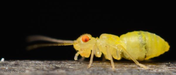 macro,amarillo,de cerca,fondo negro,error,insecto