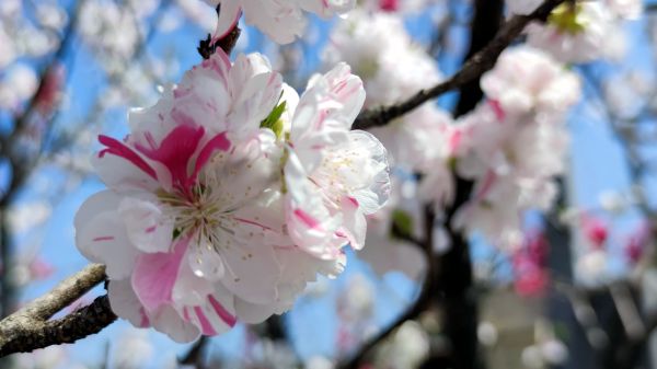 Beyaz çiçekler,Kiraz çiçeği,sakura blossoms,Kyoto,Japonya