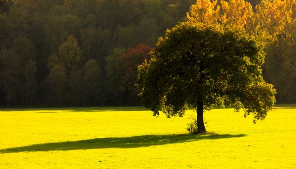 slnečnému žiareniu, stromy, krajina, príroda, západ slnka, záhradné