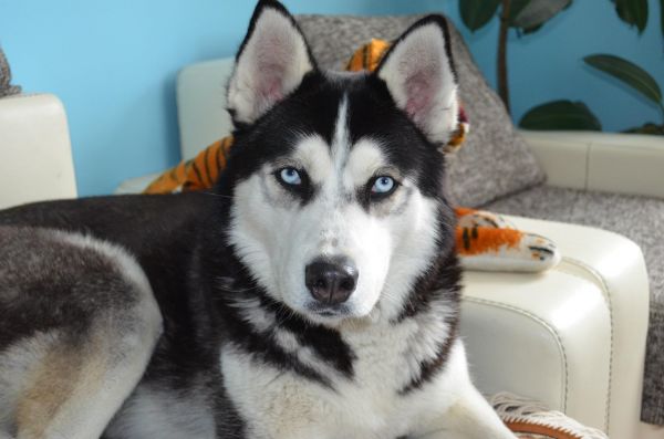 dyr,hund,Siberian Husky,Alaskan Malamute,pattedyr,hvirveldyr