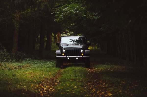 Jeep,Jeep wrangler,forêt,la nature,herbe