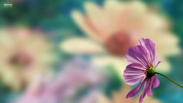 1920x1080 px,フラワーズ,ピンクの花,ぼやけた