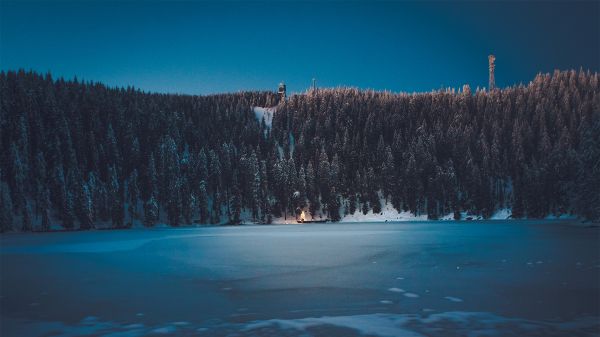 foresta,notte,blu,la neve,ghiaccio