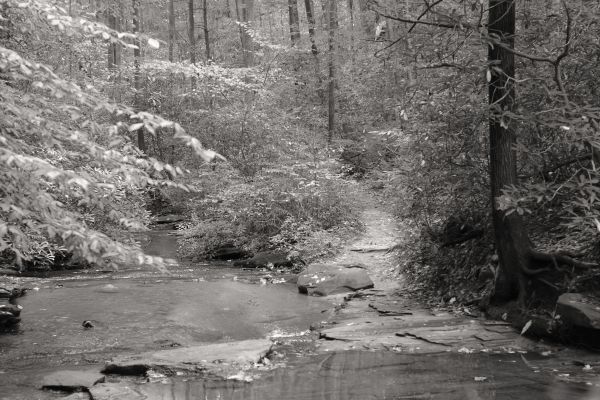 krajina, les, hory, biely, čierna, Monochrome