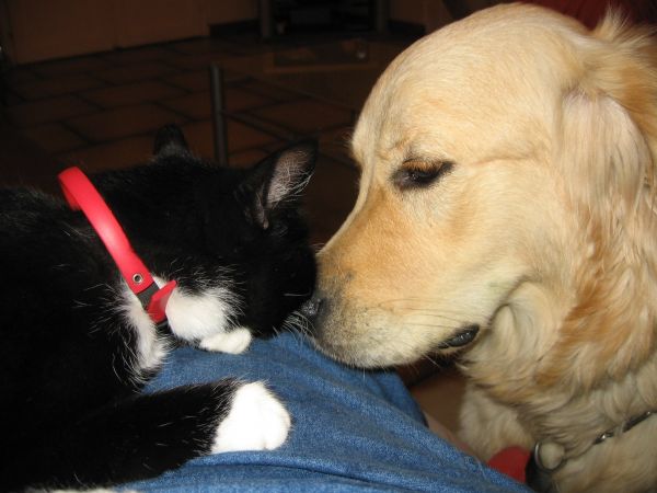 svart,katt,hund,polisonger,Labrador Retriever,valp