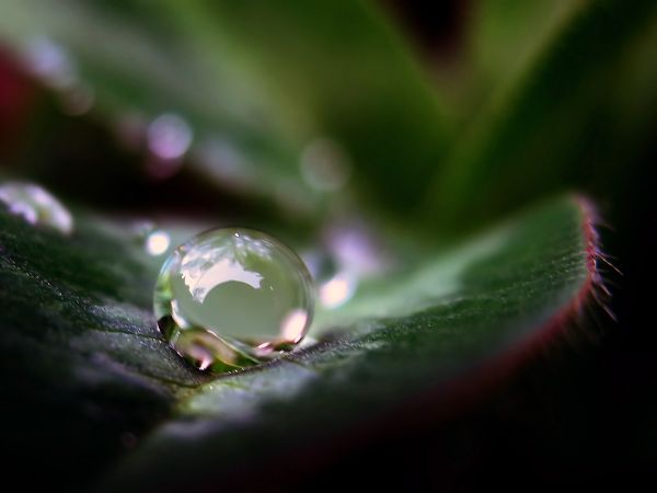 水,雨,佳能,反思,叶,布拉沃