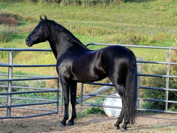 animals,horse,Dark Horse,Colt,pasture,foal