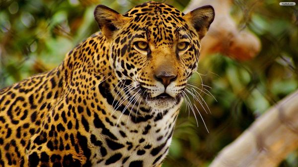 Animais, animais selvagens, Gatos grandes, Jardim zoológico, Bigodes, leopardo