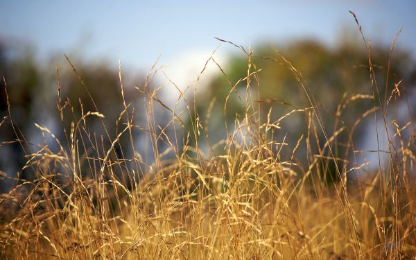 lumina soarelui,iarbă,cer,camp,dimineaţă,animale sălbatice