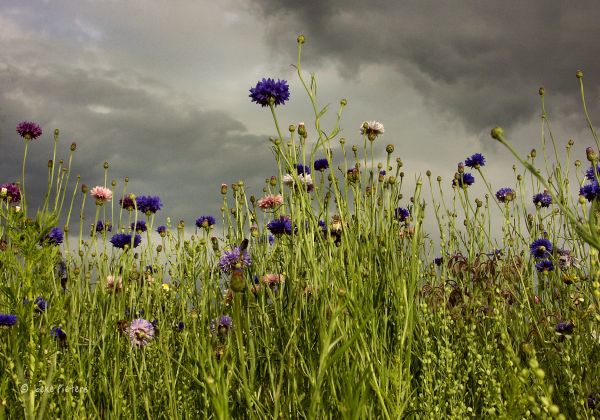 natur, gress, felt, hage, himmel, Nederland