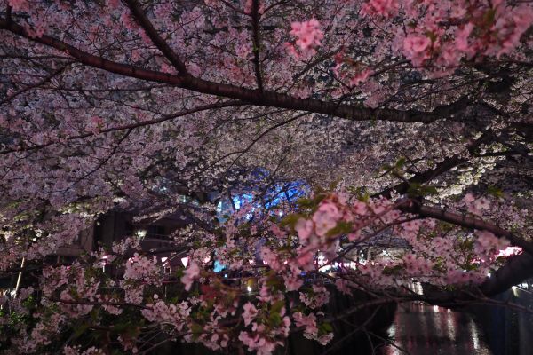 Japon,branche,fleur de cerisier,fleur,Stylo,printemps