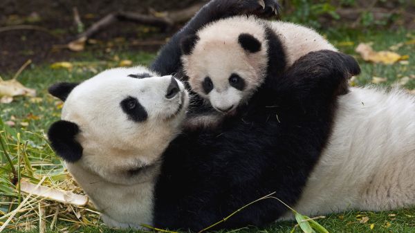 panda,ruoho,poikanen,halailemaan,pari,pelata