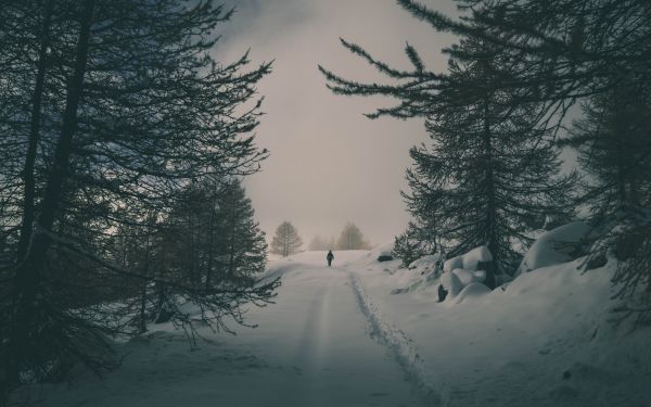 Landschaft,Schnee,Wald,Bäume,Winter