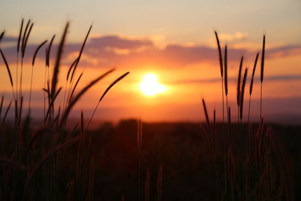 západ slunce,Příroda,pšenice,sunset glow